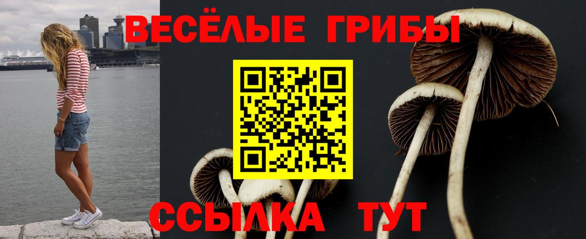 Галлюциногенные грибы GOLDEN TEACHER  купить   Вход с VPN  Михайловка  Галлюциногенные грибы прущие грибы 